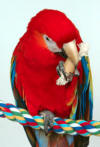 Busy Beaks' Bamboo Bite