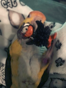 Pollo the Caique with his Penguin Parropine