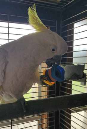 GSC2 Sydney with his BB Bagel Nut Foot Toy