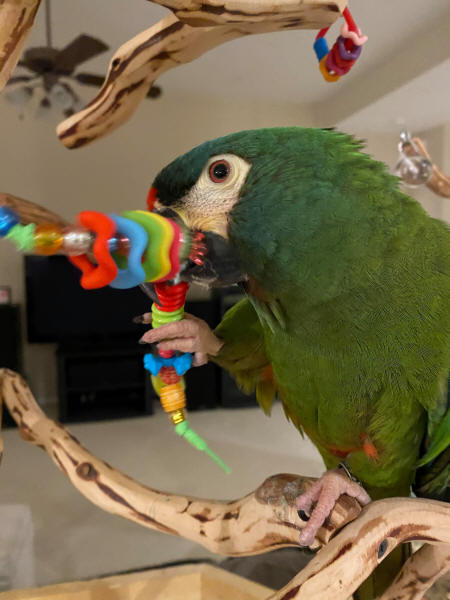 Illiger Macaw Larry loves his Roving Beads