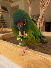 Illiger Macaw, Mac (who loves beads)