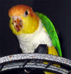 Caique Fav Toy