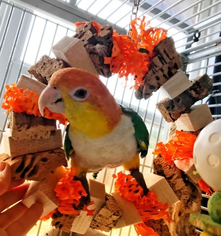 Cork A Round (Pollo the Caique)