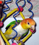 Caique Fav Toy