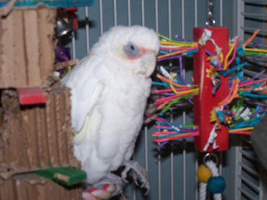 Kelawia (Katie) a Little Corella who loves Stick toys and Shred-X