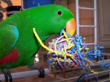 Simon (Solomon Island Male Eclectus) loves fiesta munch balls!