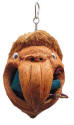 Coco Parrot