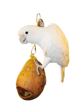 Parrot Head