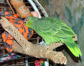 Parrot pinata cheap